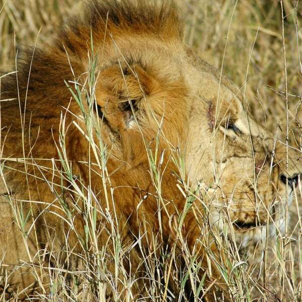 Experience Africa intensively: in small groups and with local expertise